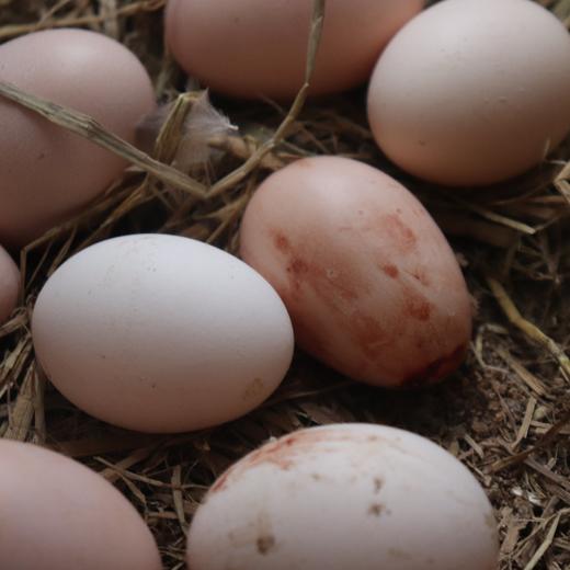 生态初生鸡蛋份额 | 绿家自产* Share of Eco- primary egg | In-House Production 商品图2