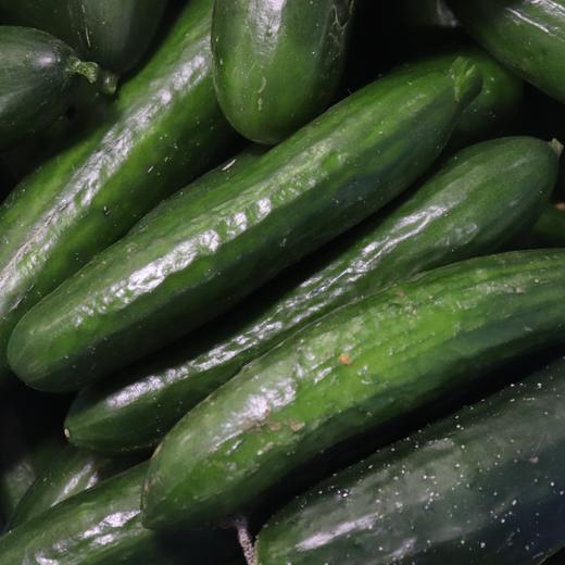 生态水果青瓜 | 绿家自产* ecological fruit cucumber | Self-production 商品图1