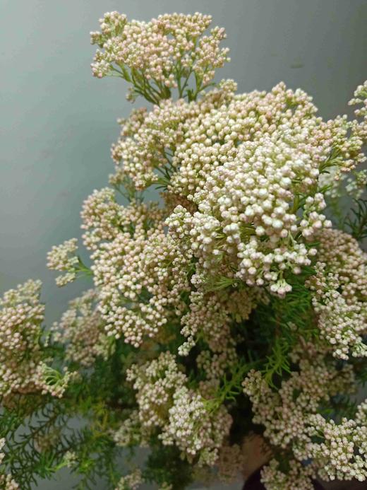 米花 白色 粉色 - 哈尔滨中山鲜花批发