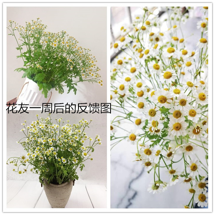荷兰进口花材|洋甘菊小雏菊,5支