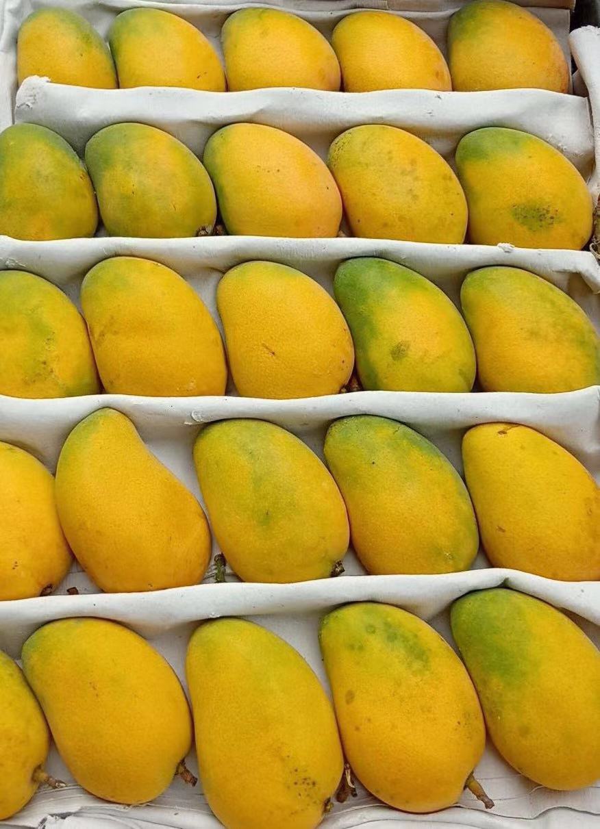 【单件即可发货】2kg小台农芒 2个装树上熟纯甜凤梨