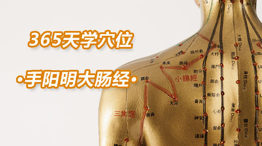 4、手阳明大肠经 商品图0