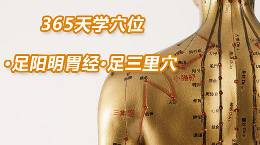 5.足阳明胃经45.足三里穴 商品图0