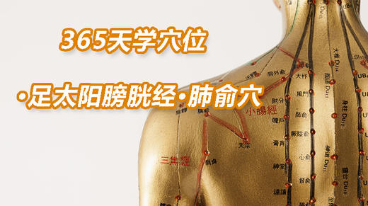 9.足太阳膀胱经8.肺俞穴 商品图0