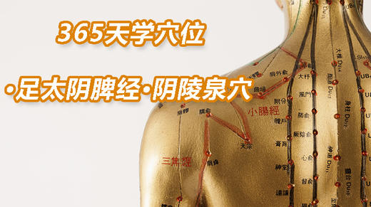 6.足太阴脾经53.阴陵泉穴 商品图0