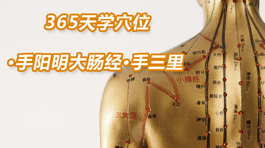 4.手阳明大肠经30.手三里 商品图0