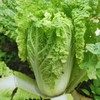 生态娃娃菜 | 绿家自产* Organic baby cabbage | Self-production 商品缩略图2