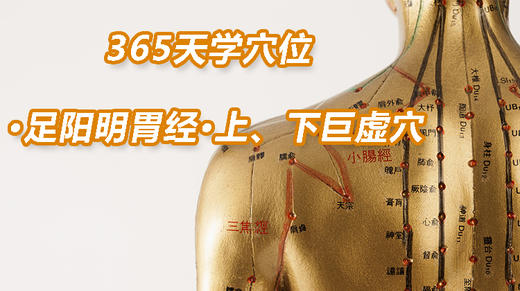 5.足阳明胃经46.上、下巨虚穴 商品图0