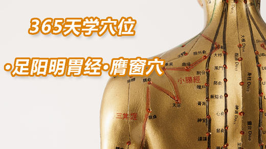 5.足阳明胃经12.膺窗穴 商品图0