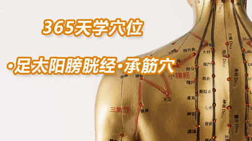 9.足太阳膀胱经44.承筋穴 商品图0