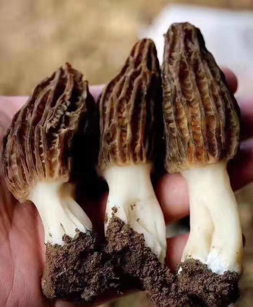 【现货】云南✈️有机新鲜羊肚菌🍄二月三 月请多吃羊肚菌，特别适合给小孩子吃 商品图0