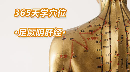 14、足厥阴肝经 商品图0