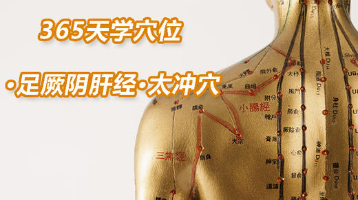 14.足厥阴肝经101.太冲穴 商品图0