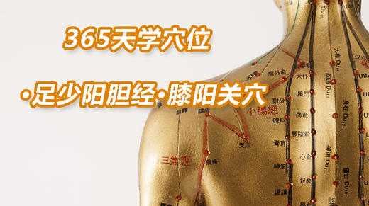 13.足少阳胆经26.膝阳关穴 商品图0