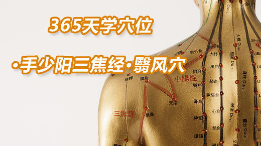 12.手少阳三焦经12.翳风穴 商品图0