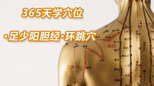 13.足少阳胆经96.环跳穴 商品图0