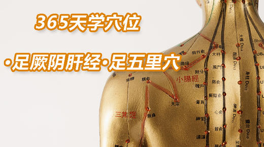 14.足厥阴肝经8.足五里穴 商品图0