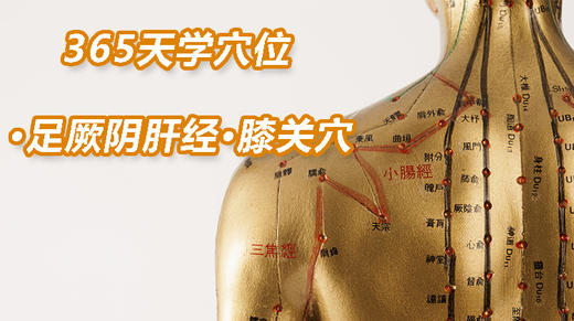 14.足厥阴肝经5.膝关穴 商品图0