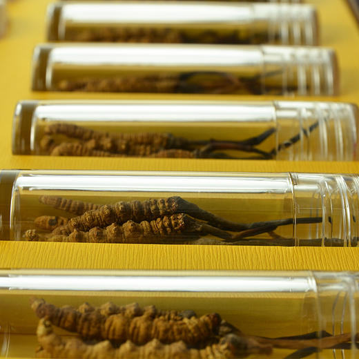 劲牌冬虫夏草(2700条/kg)20g 2g/瓶×10瓶/盒