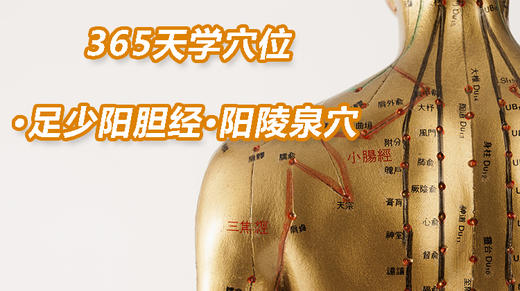 13.足少阳胆经97.阳陵泉穴 商品图0