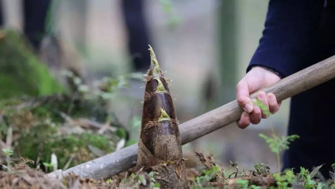 采茶,挖笋,制乌米饭.春天去宜兴,感受不一样的踏青之旅