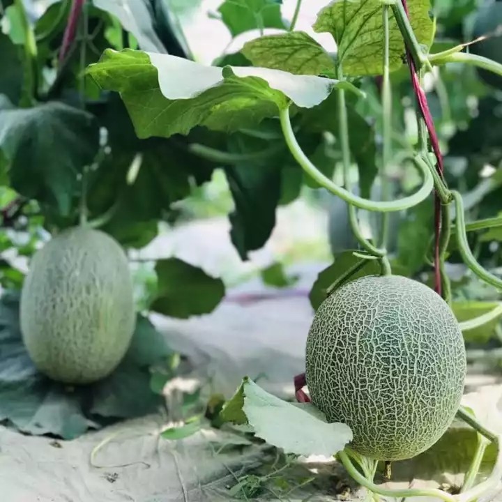 北纬23度蜜瓜 甜脆 大果