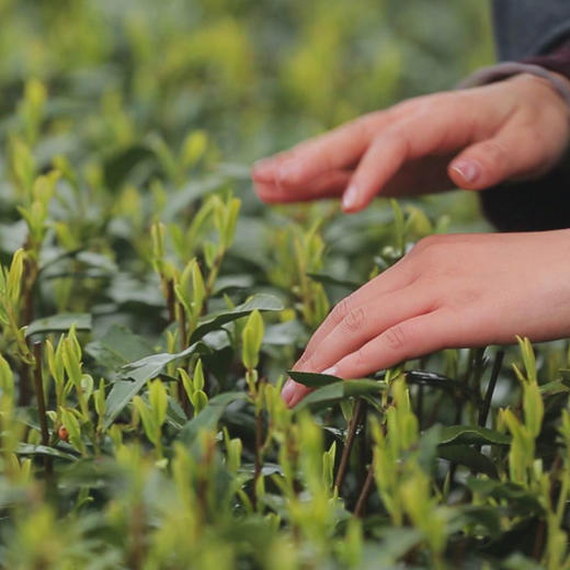 1、绿茶全解读 商品图0