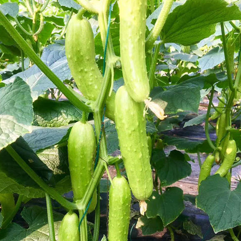 山东烟台海阳水果白玉黄瓜5斤毛重包邮