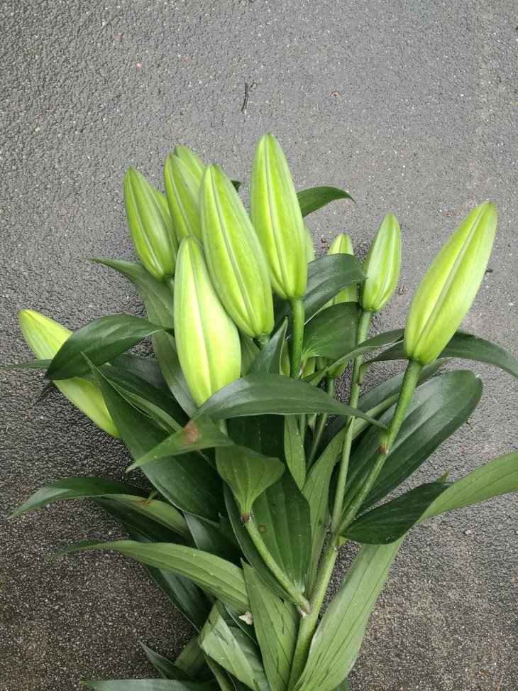 本周闪购||3头金砖百合 女神节特价