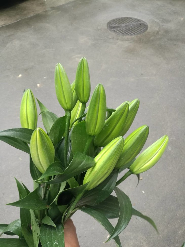 本周闪购||3头金砖百合 女神节特价