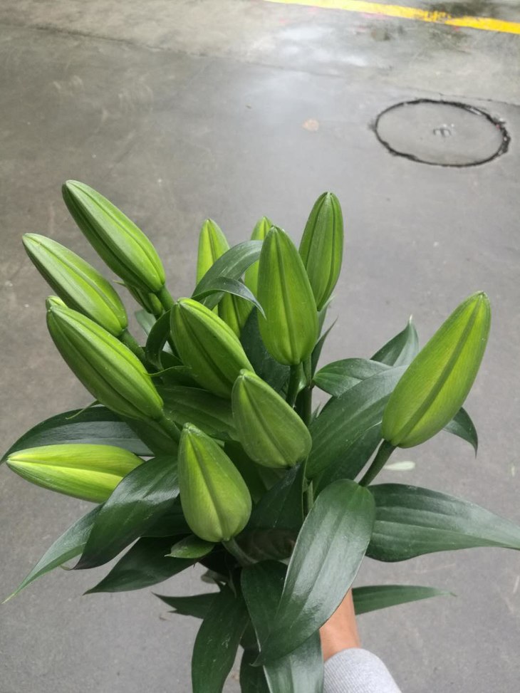 本周闪购||3头金砖百合 女神节特价