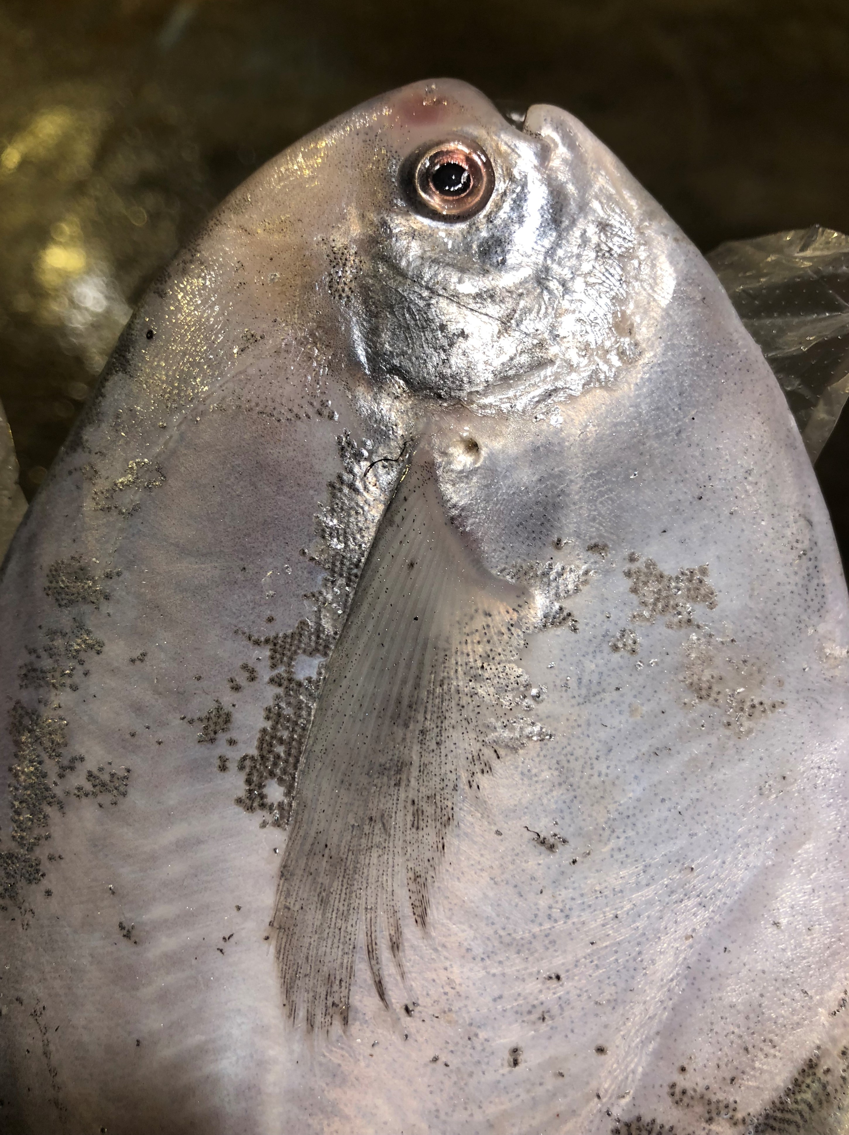 超值新鲜东海野生白鲳鱼3条总约420450克
