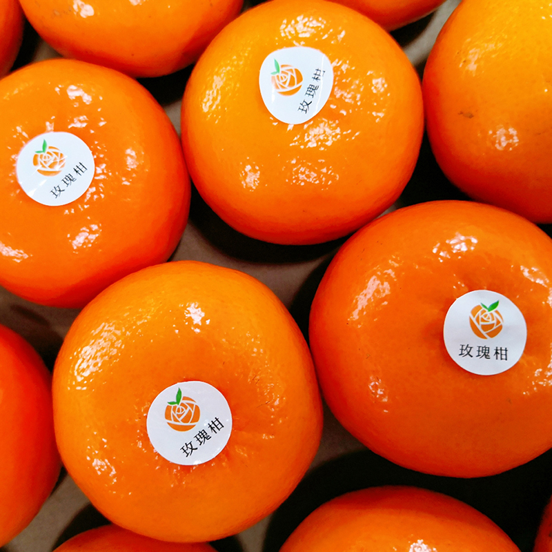 【现摘现发】广州从化玫瑰柑5斤装/10斤装 精选大果 清甜多汁 自带