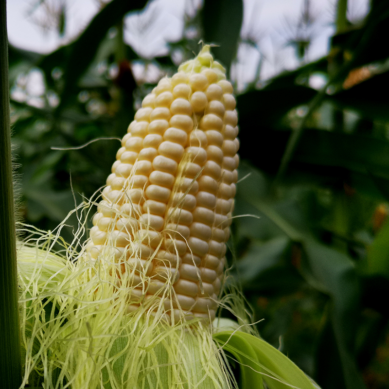 牛奶味白色水果玉米(甜且爆汁)| 海南 豪棒棒生态农业