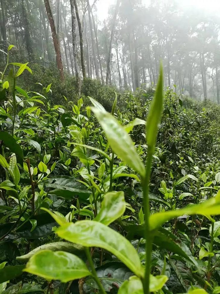 茶香记 同庆河野放乔木普洱生茶2019年头春 易武味 兰花香 散茶