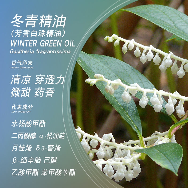 satya印度冬青精油10ml芳香白珠单方精油