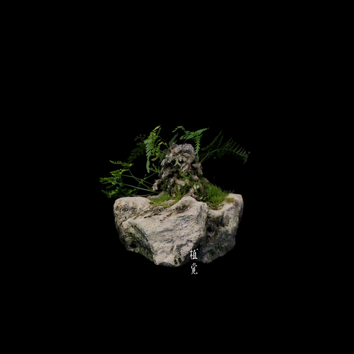 植觉【孤品 猫爪蕨】桌面书趣味附石盆景 孤品猫爪蕨