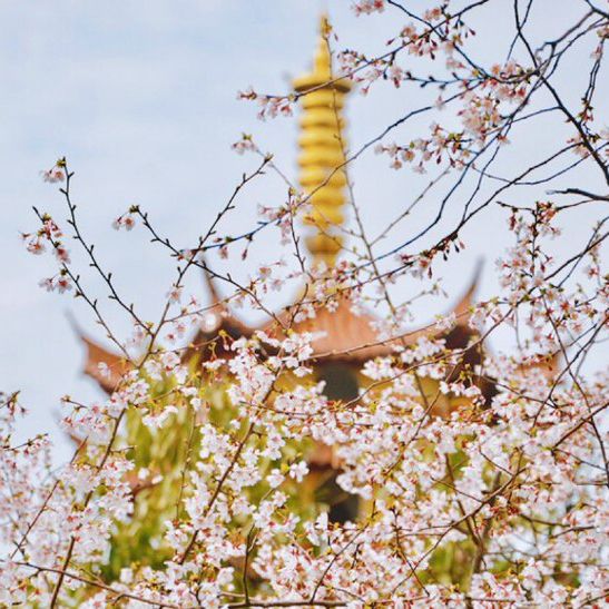 徒步宛委山古道,徜徉最美樱花林,探秘天竺胜地
