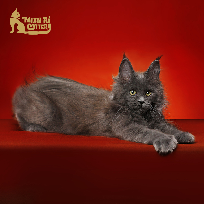 caac缅爱猫舍缅因库恩猫纯种猫宠物猫咪活体缅因猫幼猫活体