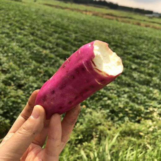 有机种植日本高系14号原种富硒桥头板栗地瓜红薯精品5斤礼盒装