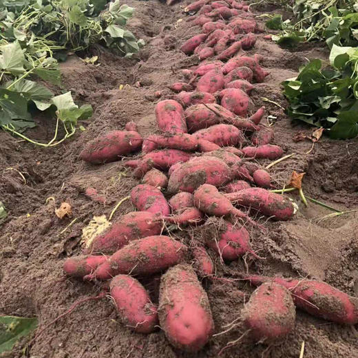 有机种植日本高系14号原种富硒桥头板栗地瓜红薯精品5斤礼盒装