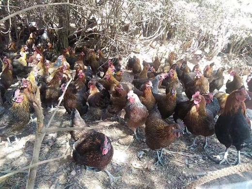 纯正土鸡蛋/30个装 商品图2