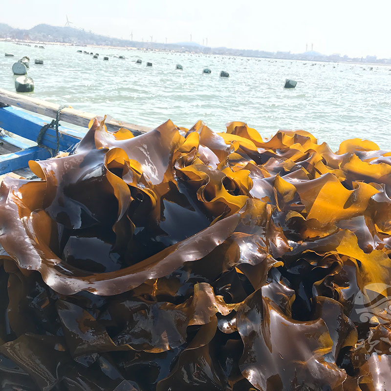 农捕手 嫩芽级新鲜海带 | 3月嫩芽期的海带,从半岛海域直达到你的