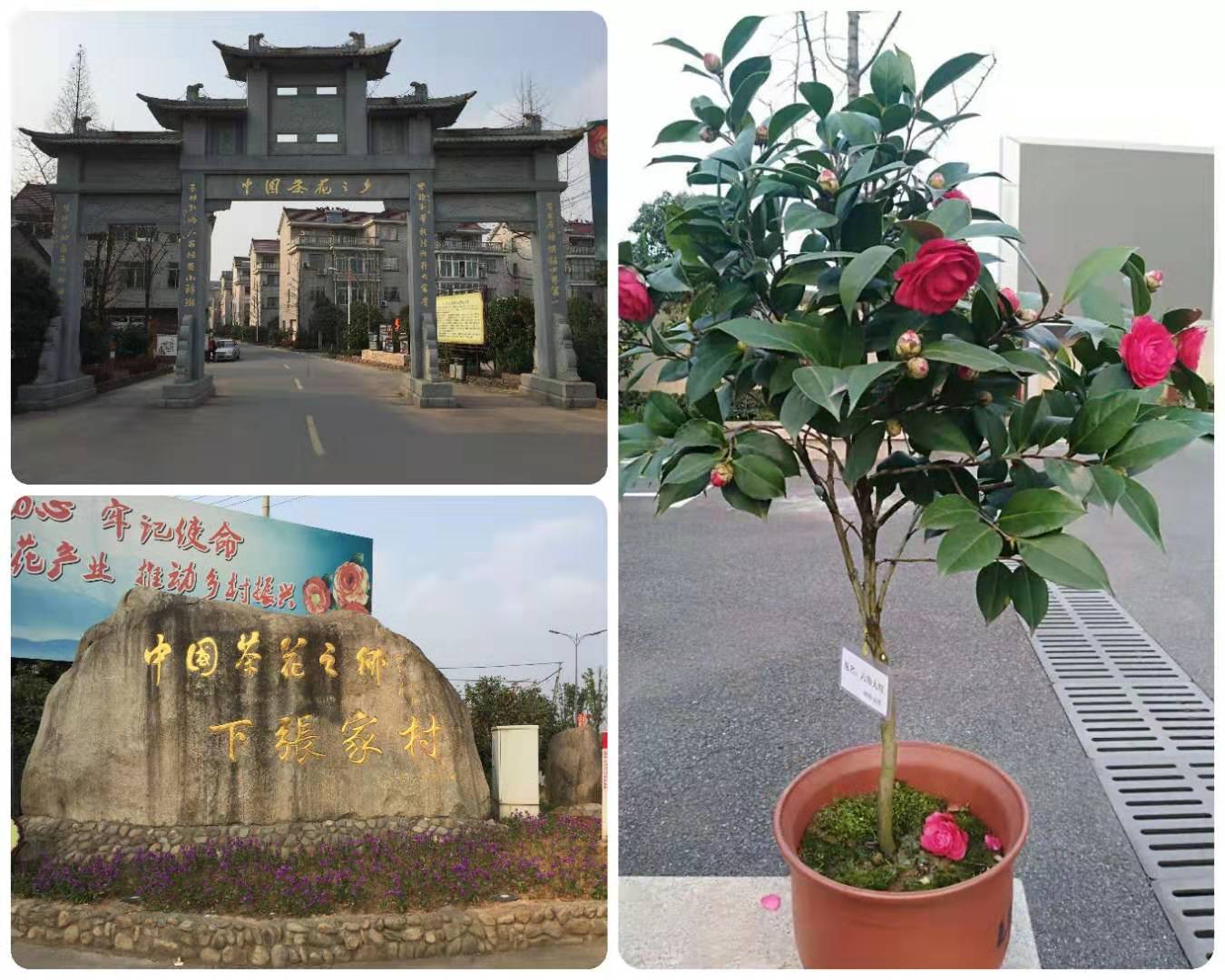 【1元秒杀】金华名花"六角大红"茶花一盆,不发货须自提!