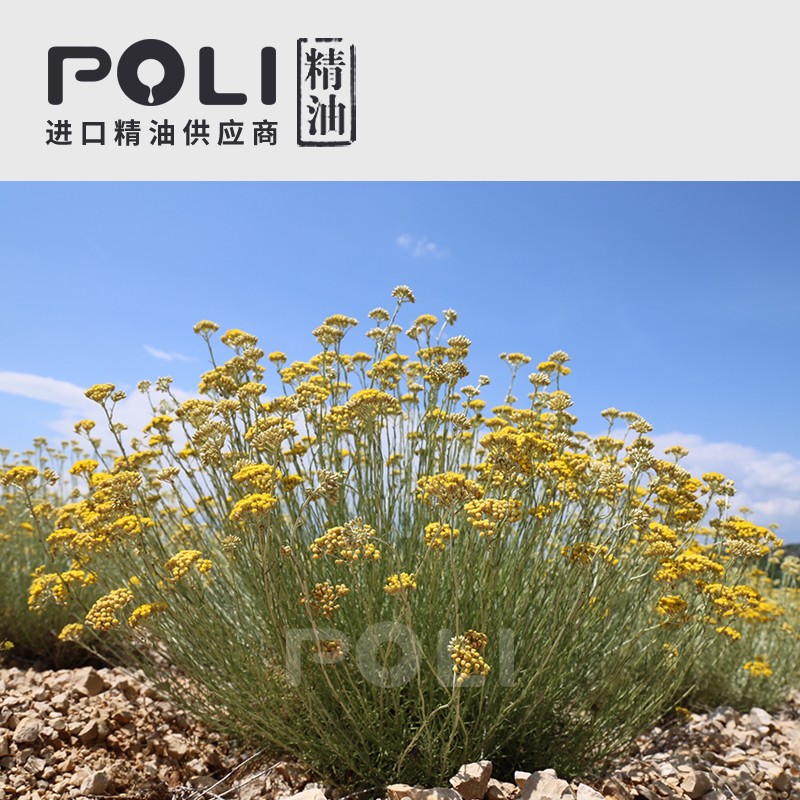 波斯尼亚法国1号蜡菊永久花精油