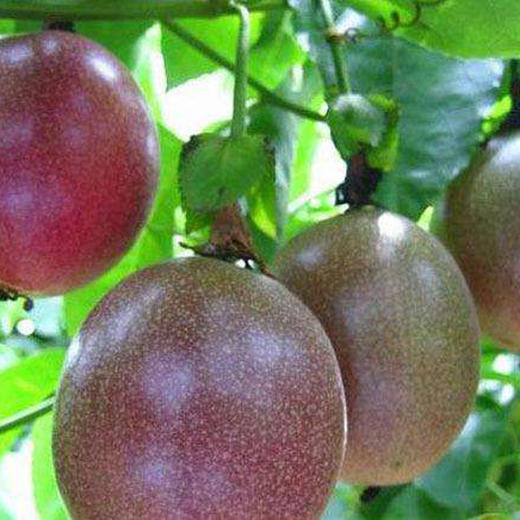 鲜榨百香果汁 商品图1