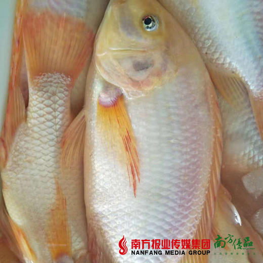 【次日提货】水晶鲷鱼   500g±50g/包 商品图0