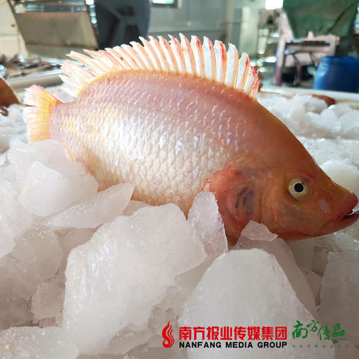 【次日提货】水晶鲷鱼   500g±50g/包 商品图1