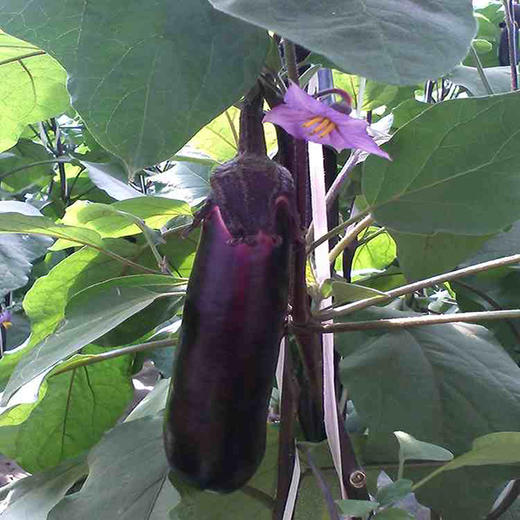 茄子 长紫茄子 新鲜蔬菜 500g 商品图0