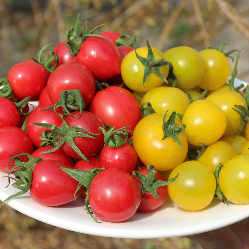 农家种植双色圣女果小柿子番茄小西红柿 新鲜蔬菜 500g - 密农人家
